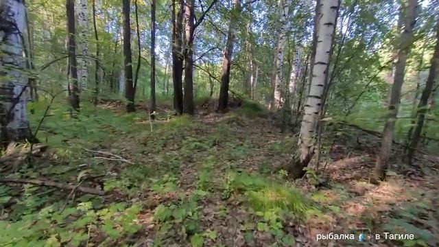 Тихая Охота по Красноголовикам ,Грибалка 2023 смотреть онлайн