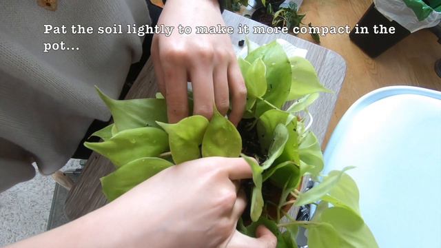 Repotting Philodendron Lemon Lime And Brazil