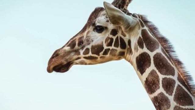 How to draw a Giraffe Head смотреть онлайн
