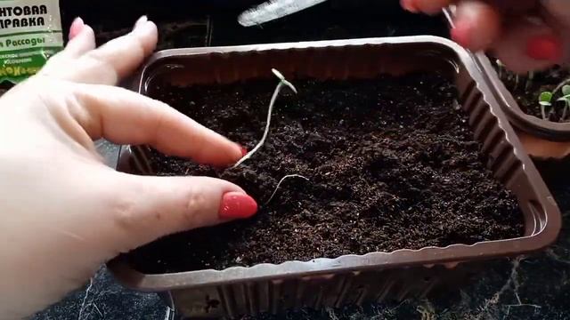 Бархотки взошли щеткой.Пересаживаю цинию . смотреть онлайн