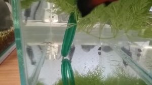 Неожиданный нерест самки меченосца.