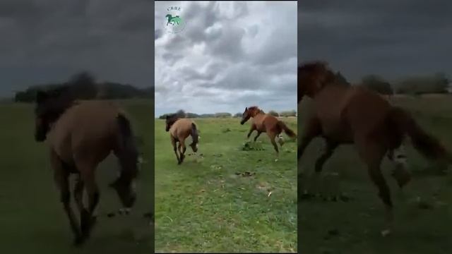 Скачки лошадей на протезах смотреть онлайн