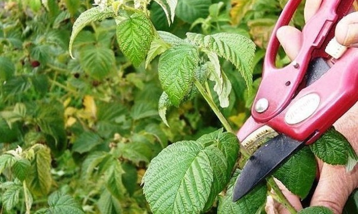 Урожай малины собран, но расслабляться рано: что сделать, чтобы в следующем году ягод было больше? смотреть онлайн