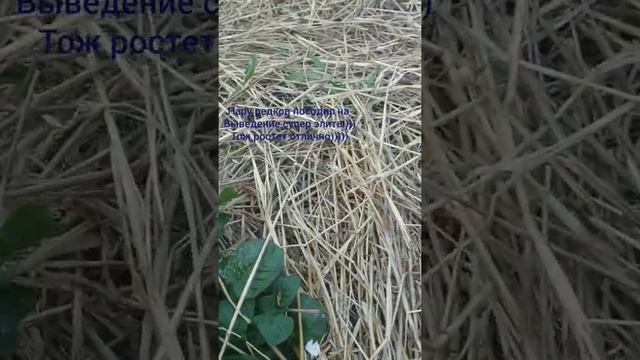 Картофель под мульчей))) смотреть онлайн