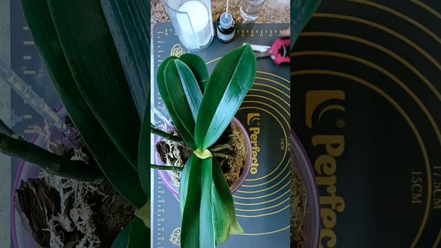 #5 🚑 КАК не ЗАГУБИТЬ орхидею?//Ч.2 смотреть онлайн