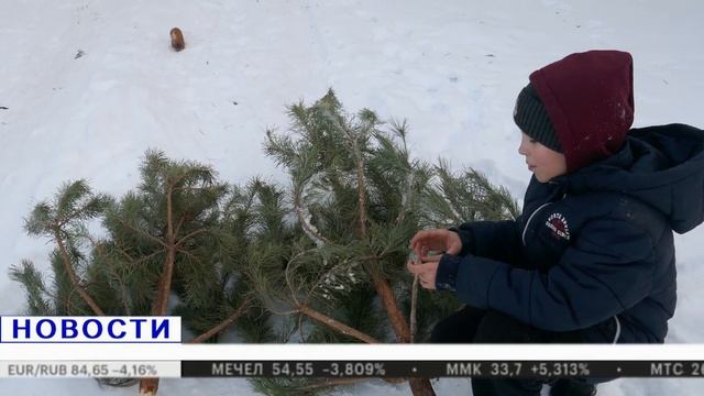 ЭКСТРЕННЫЕ НОВОСТИ! НА РАЙОНЕ УКРАЛИ ЕЛКИ смотреть онлайн
