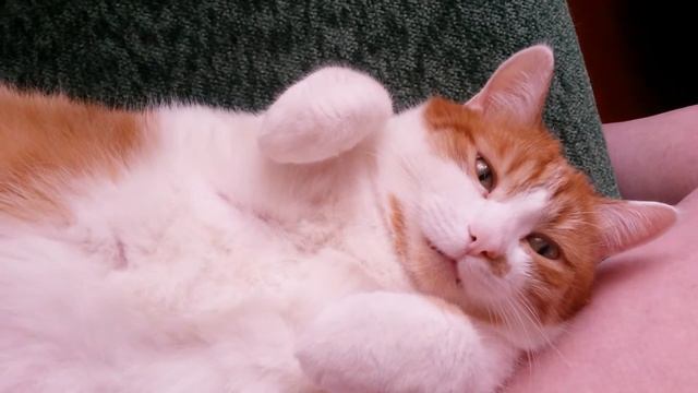 Кот разговаривает во сне смотреть онлайн