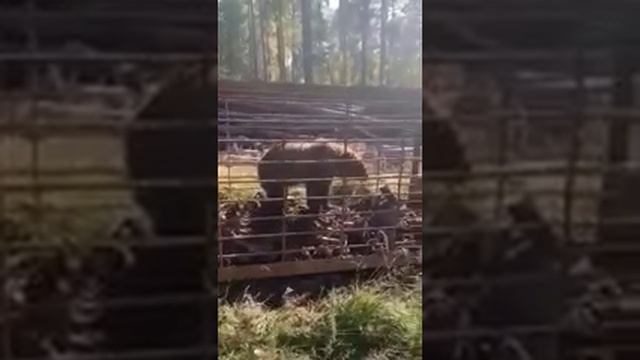 Дикий медведь в клетке. смотреть онлайн