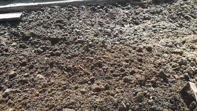 Посадка чеснока ОЗИМОГО весной, очень рано!!! смотреть онлайн