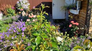 Роза Леди Романтика в Подмосковье