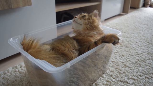 Веселый КОТ в КОРОБКЕ смотреть онлайн