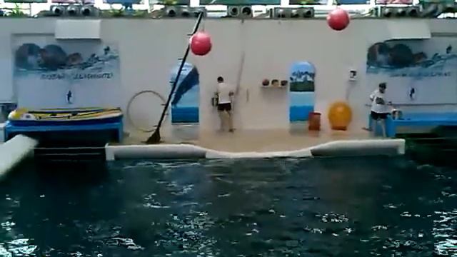 Приколы с животными. Дельфин смотреть онлайн