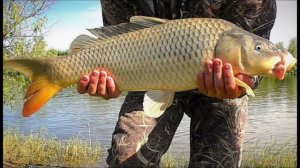 Как, Где, И Когда Ловить Сазана. Рыбалка На Сазана.