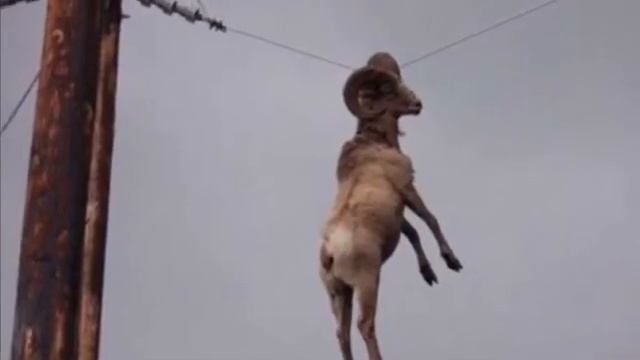 reuben gameplay scary game (SCARE!)!!1 смотреть онлайн