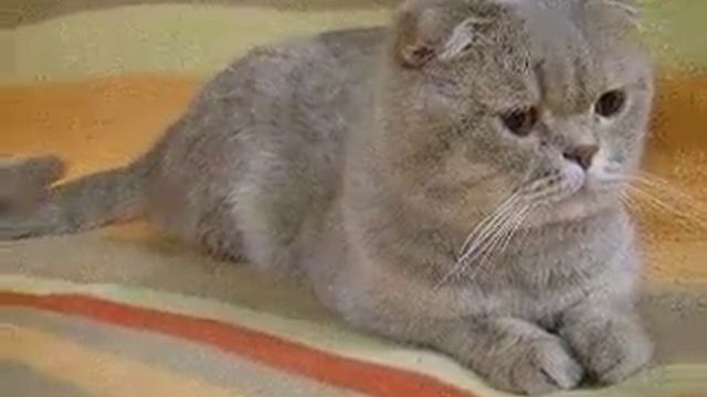 Наш кот Маркиз - большие глазки смотреть онлайн