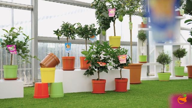 Showroom Digitale Cipriano Piante