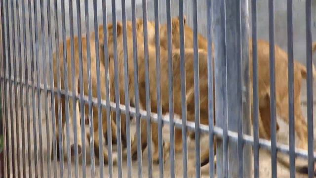 Львицы. Зоопарк Homezoo А.Пилишенко. Васильковка, Запорожской обл. смотреть онлайн