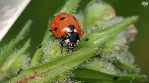 Насекомые для детей. ЖУКИ | Изучаем жуков