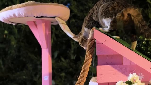 КЛАССНЫЕ ГАДЖЕТЫ И ПОДЕЛКИ ДЛЯ ДОМАШНИХ ЖИВОТНЫХ смотреть онлайн