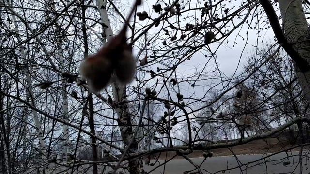 8 марта в високосный год-День Иоанна Предтечи/Иванов день смотреть онлайн