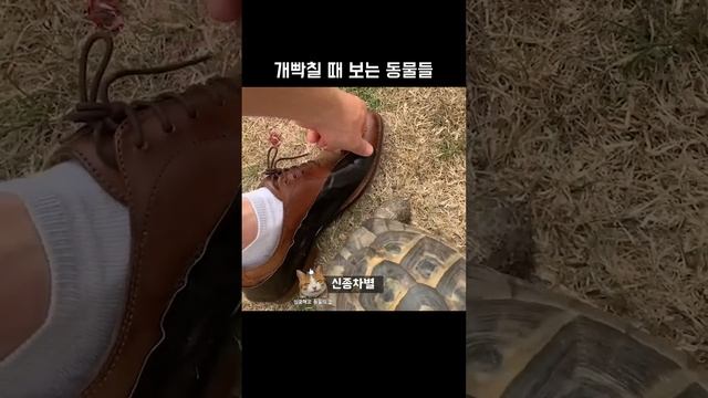 개빡칠 때 보는 동물들 смотреть онлайн