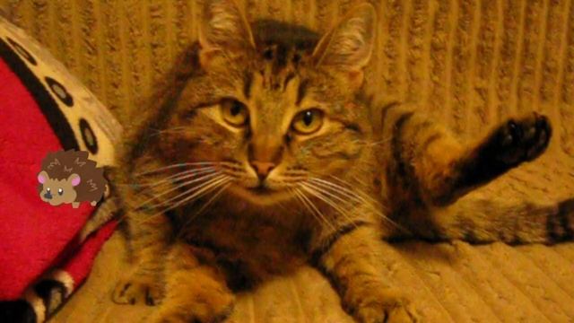 Похож ли дракон на кота? Похож ли кот на дракона? смотреть онлайн