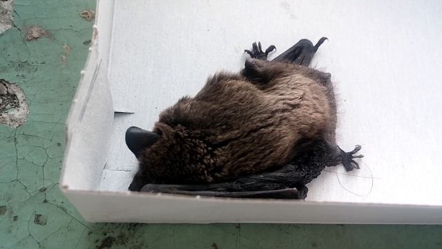 Летучая мышь. Двухцветный кожан смотреть онлайн