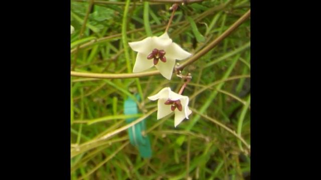 Just the Flowers Ma'am Hoya retusa смотреть онлайн