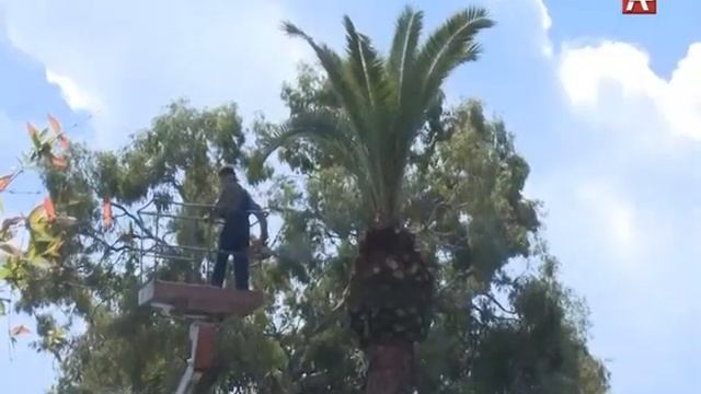 ОБРЕЗКА ПАЛЬМ (РУС) 29 03 19 смотреть онлайн