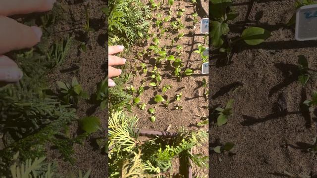 Мое первое древесное черенкование 🌱 смотреть онлайн