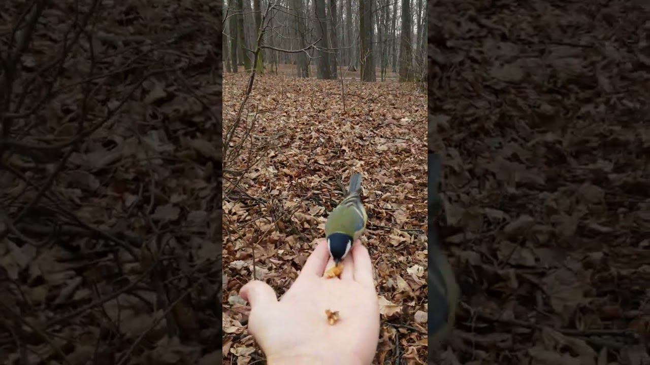 #синички #весна #живаяприрода смотреть онлайн