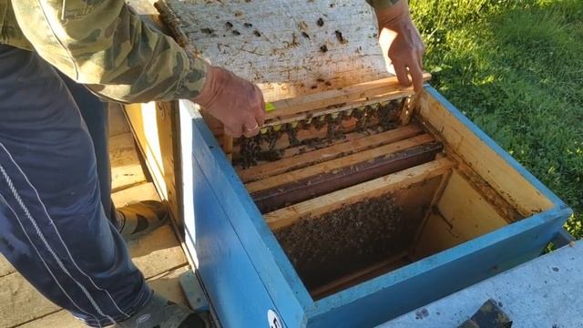 Прием личинок в семье стартере. смотреть онлайн