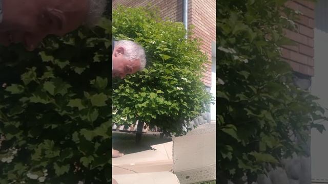 "Отзыв Агромаркет (відгук)"/Саженцы Вейгели, Малинового дерева и Лавра смотреть онлайн