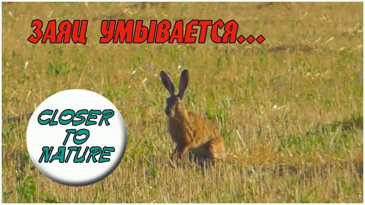 Заяц умывается и чистит лапки / Brown Hare is washing its paws. Hare is drumming смотреть онлайн