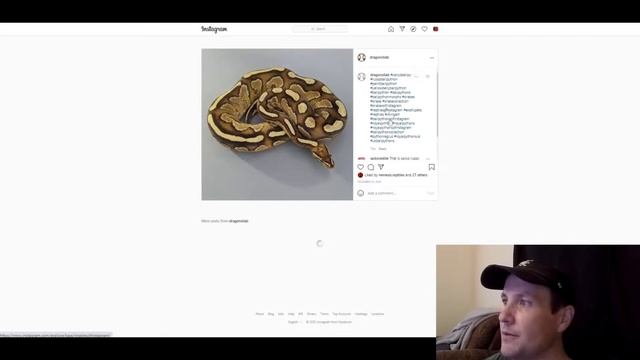 Paint Ball Python Morph Combos | Jack's Reptiles смотреть онлайн