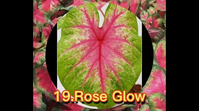 CALADIUM VARIETIES /GABI GABI PLANTS/MARGIE PULIDO VLOGS смотреть онлайн