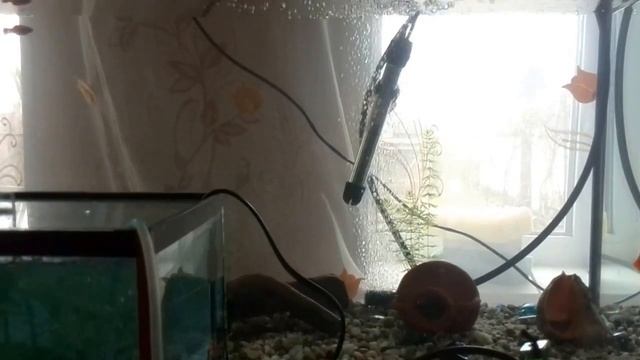 Корм для рыбок смотреть онлайн