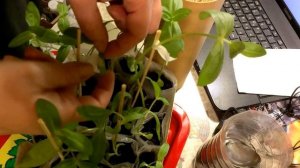 Что делать, если вытянулась рассада цинний и георгинов. Как укрепить и спасти.