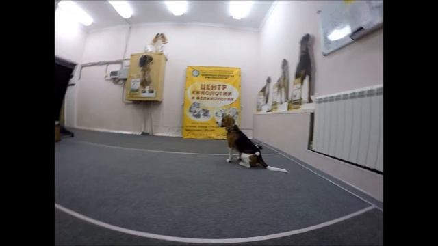 БИГЛЬ -ТЕДДИ 10 МЕСЯЦЕВ - ПОСЛУШАНИЕ смотреть онлайн