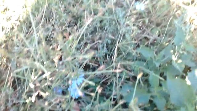 Основные осенние медоносы и пыльценосы северного Крыма. смотреть онлайн