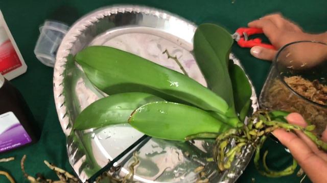 #HELP my orchid is dying (4K) смотреть онлайн