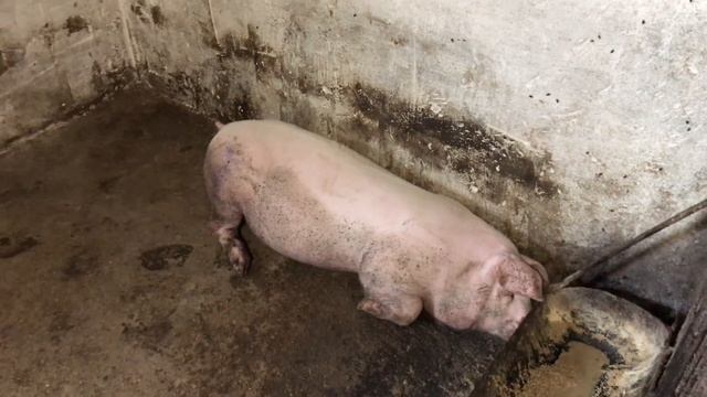 Вага в 3 місяці з дня Народження я в шоці!Прирости НЕЙМОВІРНІ❗️GRANULKA? смотреть онлайн