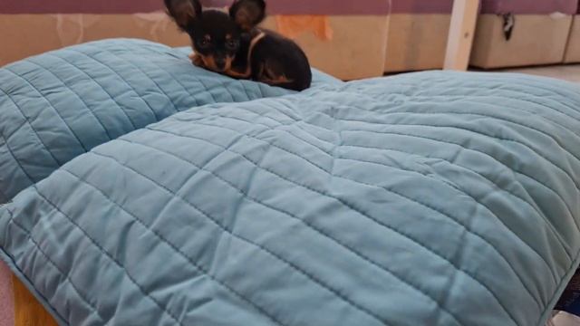 Подарки на День Валентина Играем дома с Тойсоном Семейный влог канал Той терьер и дети дома смотреть онлайн