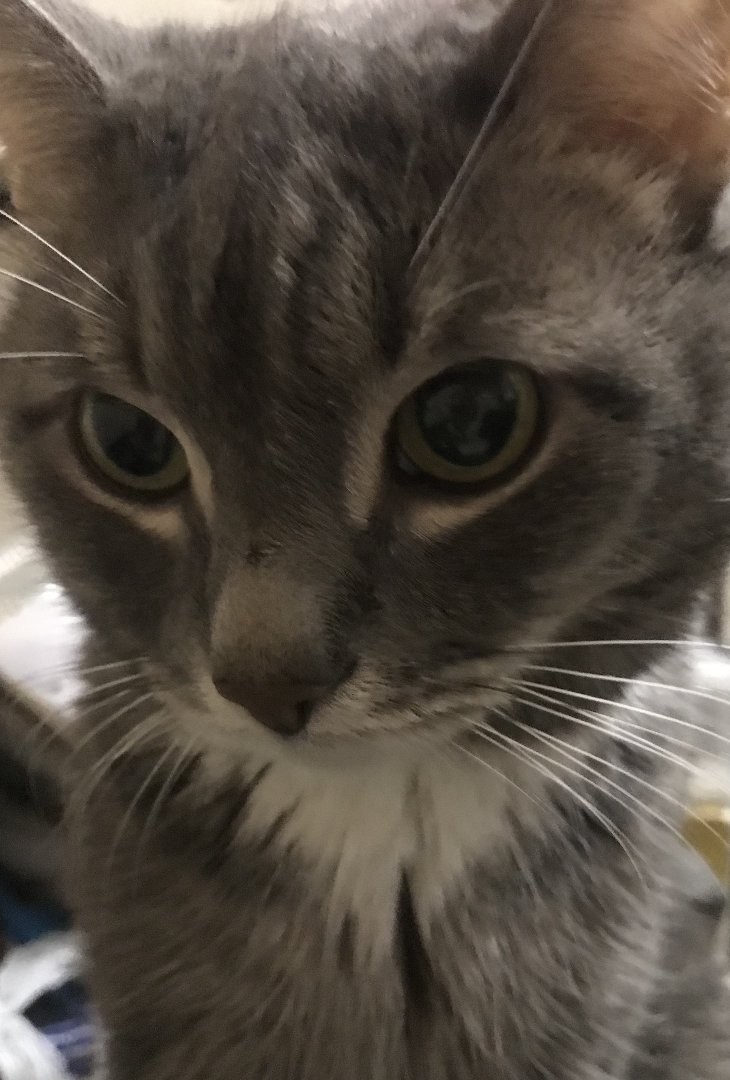 Сон и эмоции кота смотреть онлайн