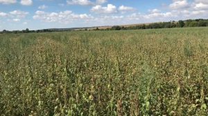 Выращивание гречихи, ноутилл и классическая технология.