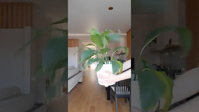 🌿Спатифиллум #plant #indoorplant #комнатныерастения #спатифиллум #ficus #indoorjungle #озеленение смотреть онлайн