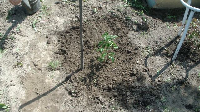 Посадка ПИОНА с горшком в мае. смотреть онлайн