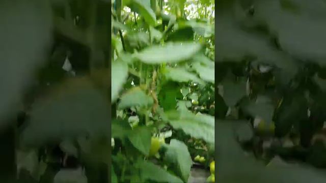 ТОП 5 ФУНГИЦИДОВ от бактериоза томата