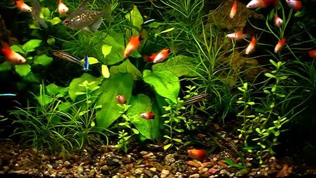 #Aquarium. Эхинодорус горизонтальнй. смотреть онлайн