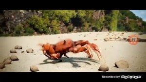 Песня танцует крабика